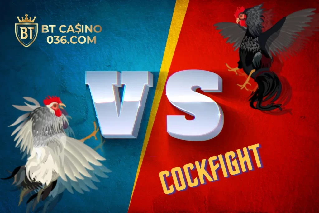 cockfight-036.com 